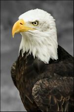 American Eagle - Wall Poster